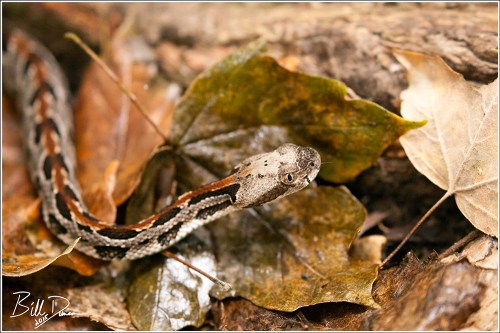 Timber Rattlesnake