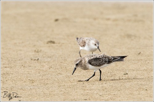 White-rumped Sandpiper