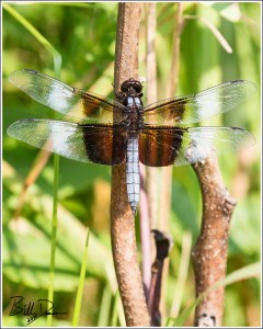 Widow Skimmer Male