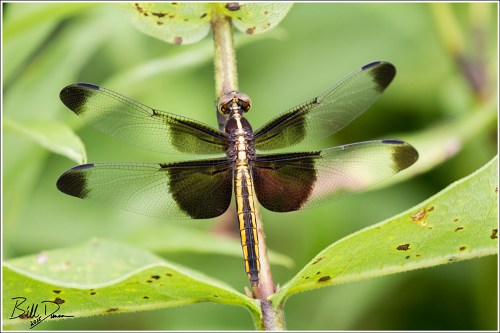 Widow Skimmer Female 