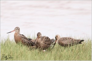Godwits