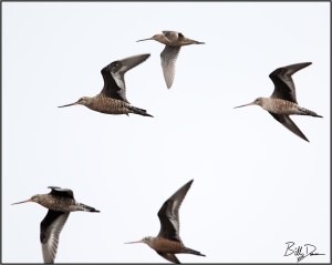 Godwits and A Dowitcher