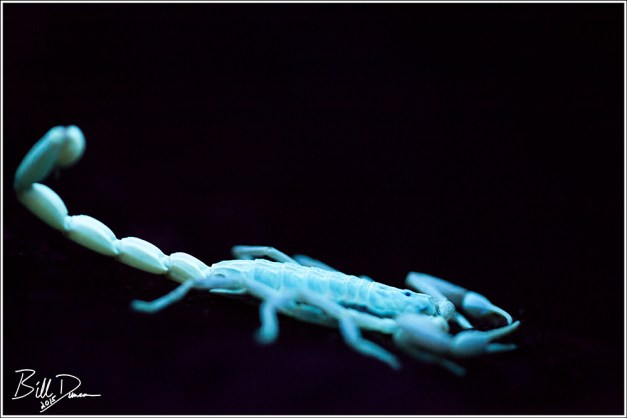 Glowing Death (If You are a Bug)