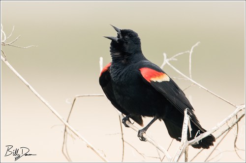 Red-winged Blackbird