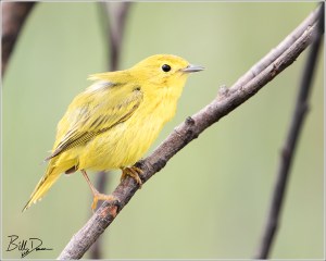 Yellow Warbler
