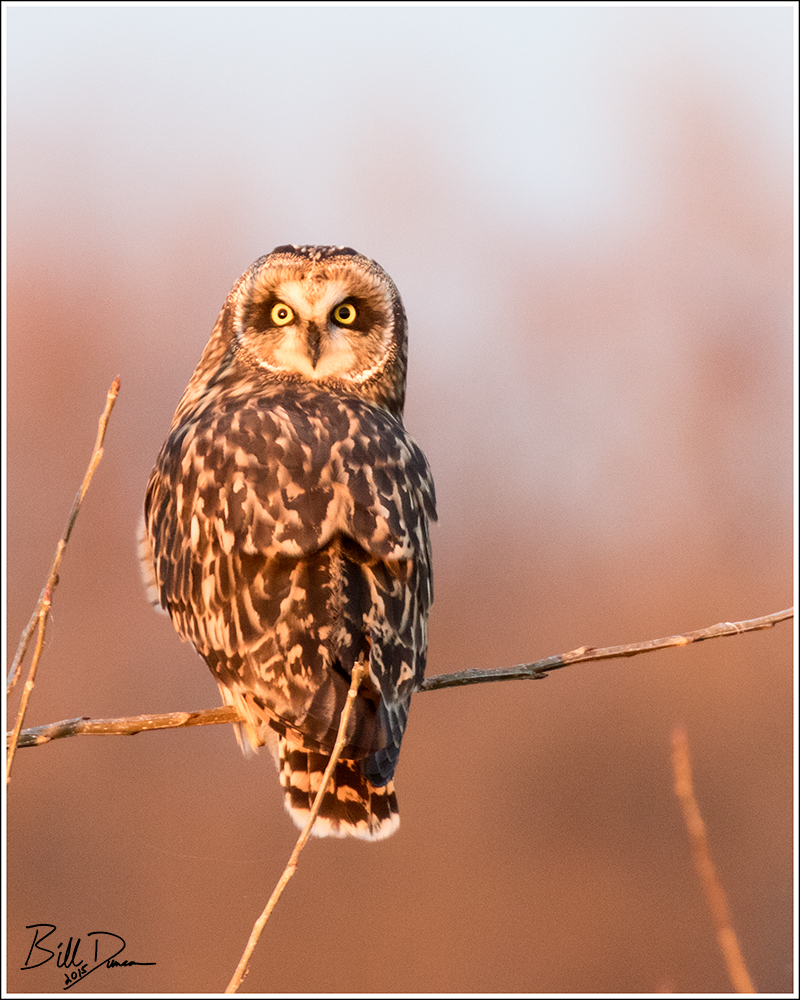 Short-eared Owl