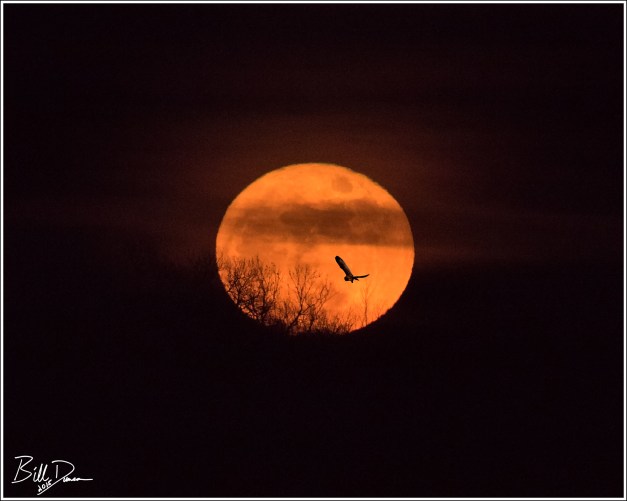 SEOW & Christmas Moon