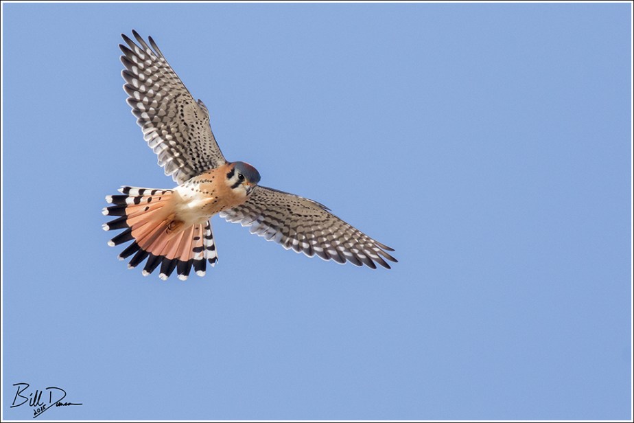 American Kestrel 