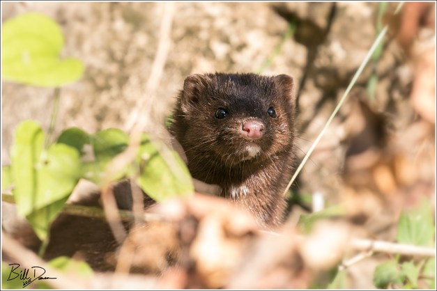 American Mink