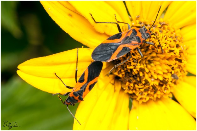 False Milkweed Bug