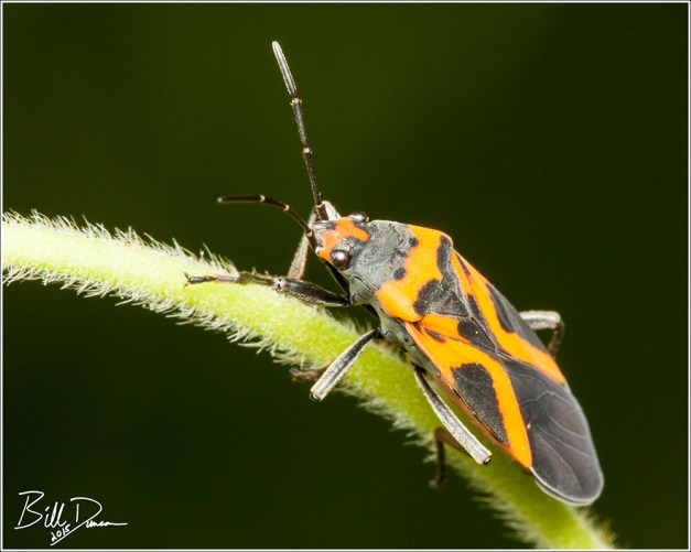 False Milkweed Bug