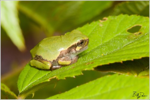 Grey Treefrog