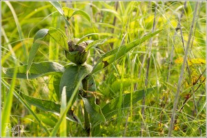 Silphium Gall Wasp