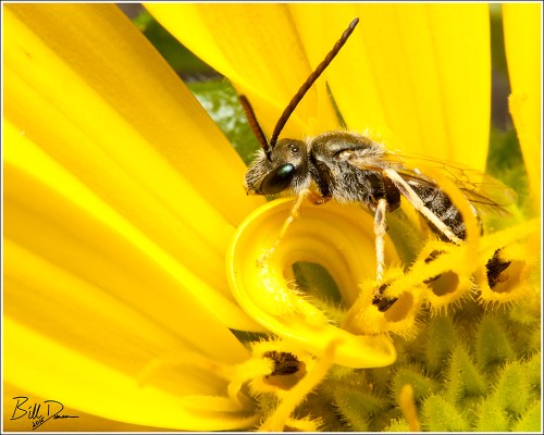 Long-horned Bee