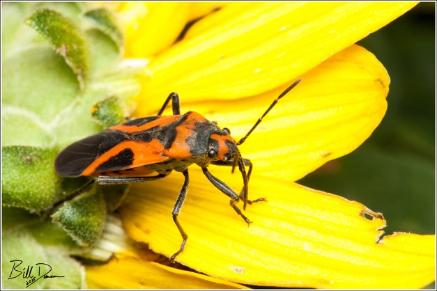 False Milkweed Bug