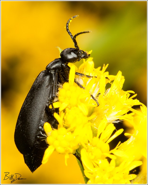 Black Blister Beetle