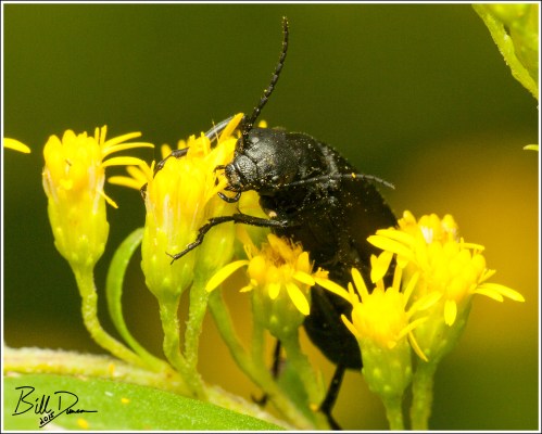 Black Blister Beetle