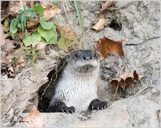 North American River Otter