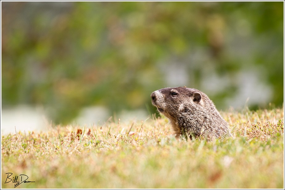 Lookin' Out My Backdoor
