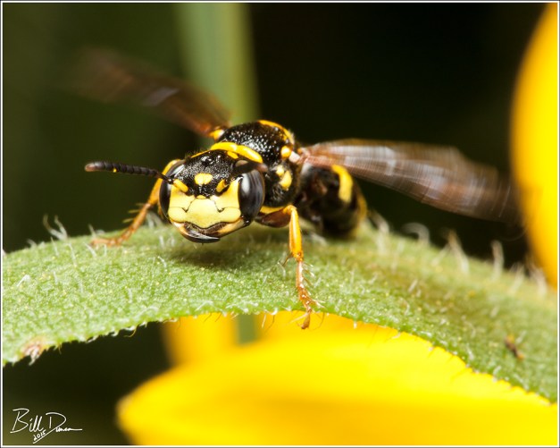 Bee Wasp