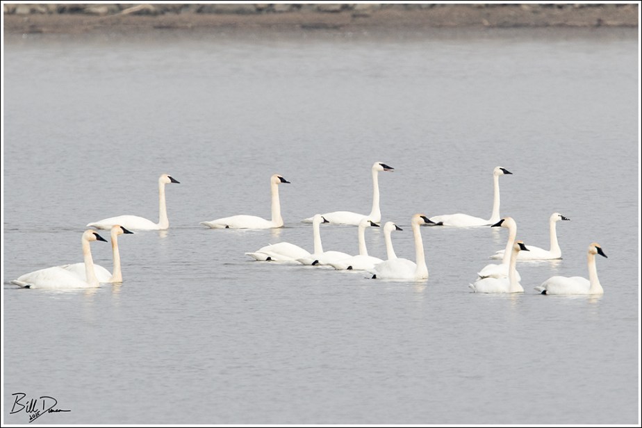 Mix of Swans