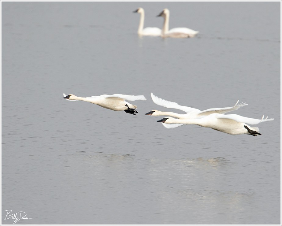 Trumpeter : Tundra - 2.1