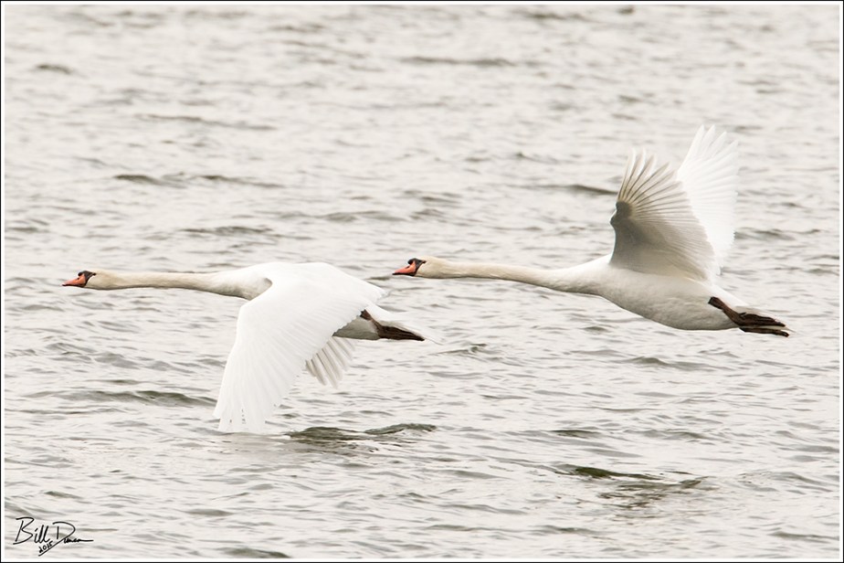 Mute Swans 