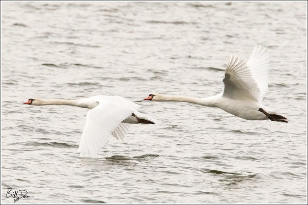 Mute Swans 