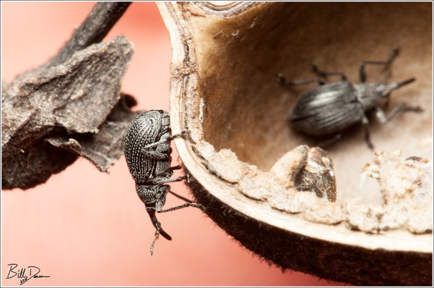 It's the Visitors, Martha!