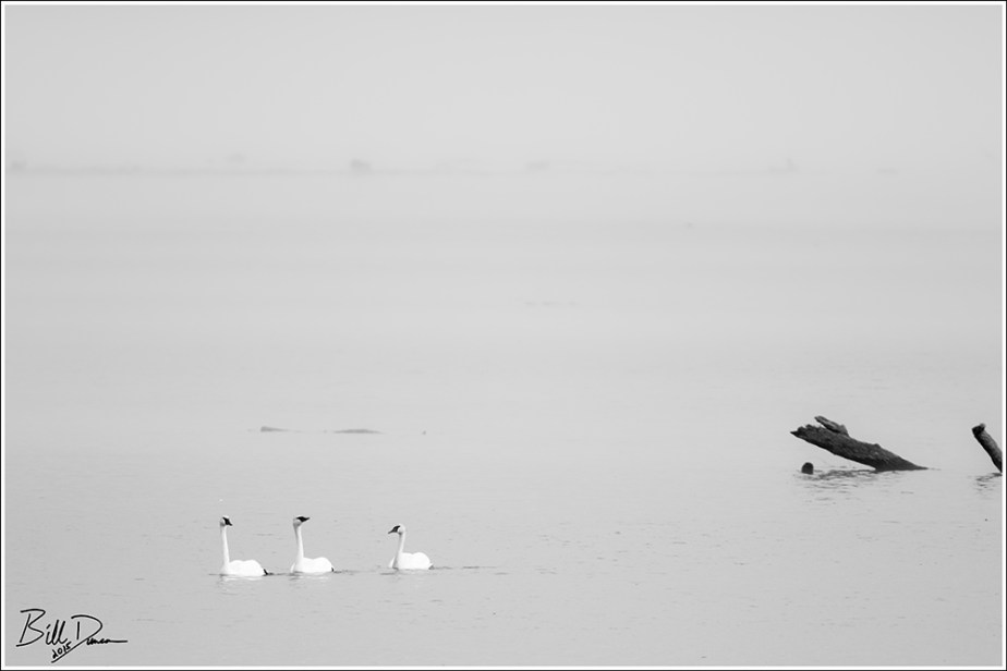 Trumpeter Swans