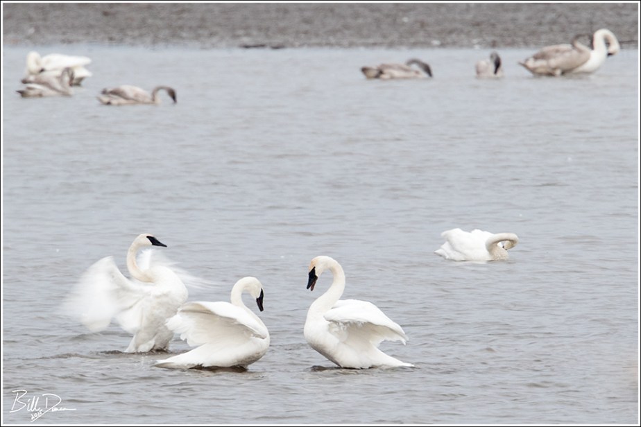 Trumpeter Swans