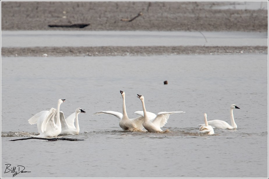Tundra Swans
