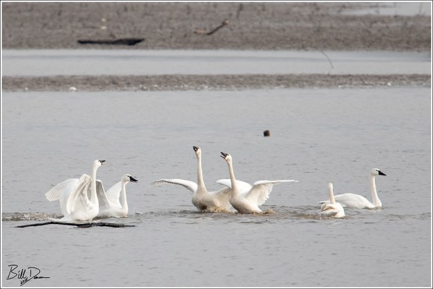 Tundra Swans