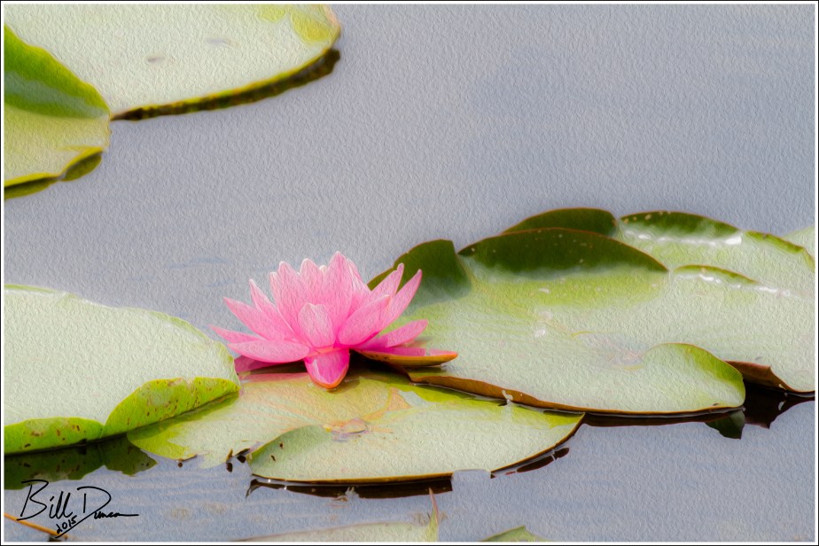 Fragrant Water Lilies - 2