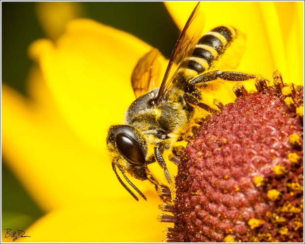 Leafcutter Bee - Megachile sp.