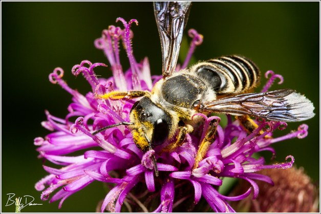 Leafcutter Bee - Megachile sp.