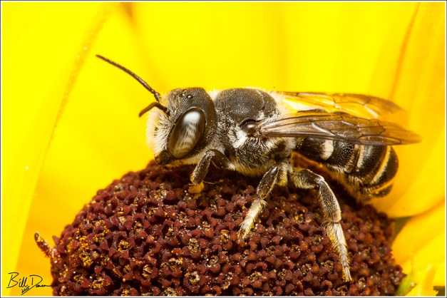 Leafcutter Bee - Megachile sp.