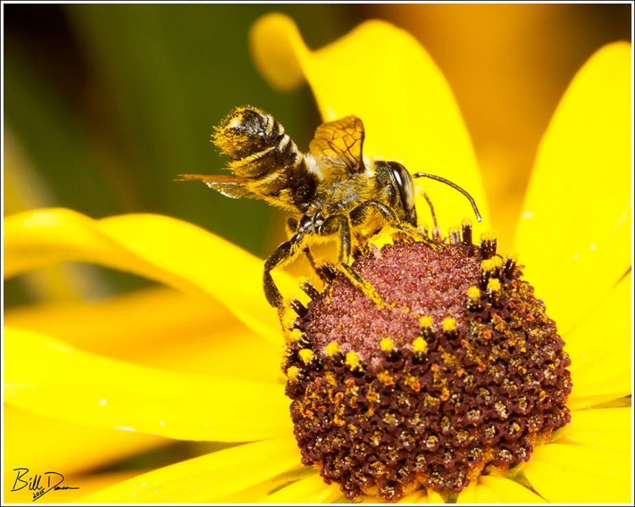Leafcutter Bee - Megachile sp.