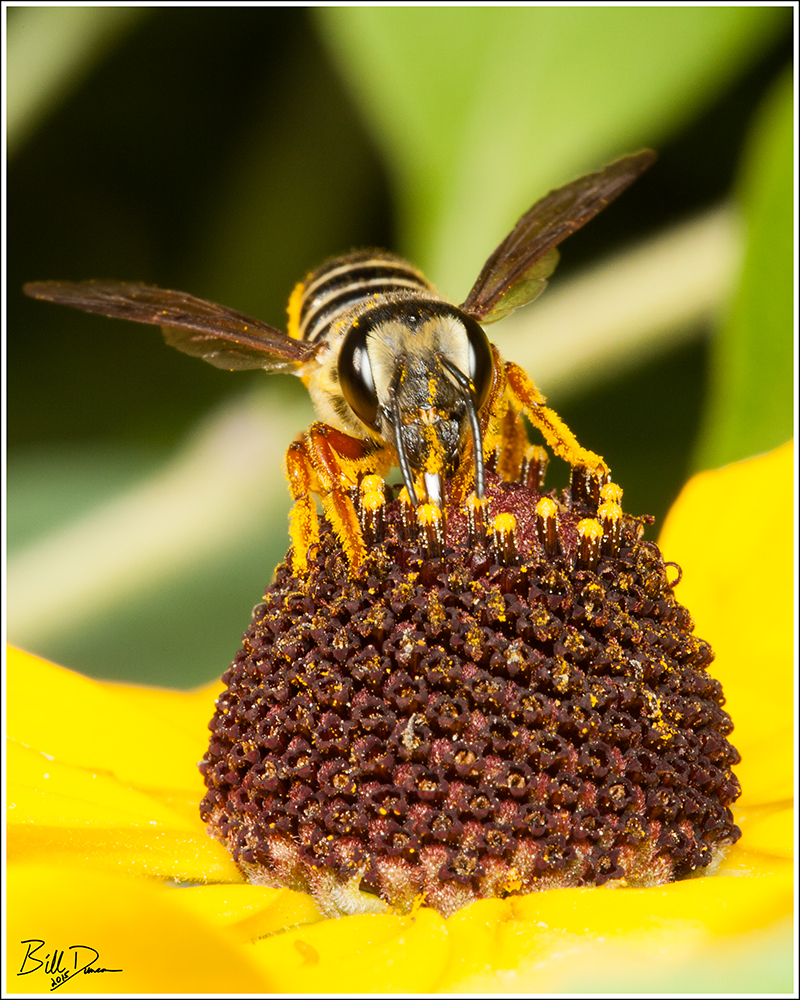 Leafcutter Bee - Megachile sp. 