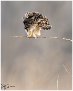 Short-eared Owl