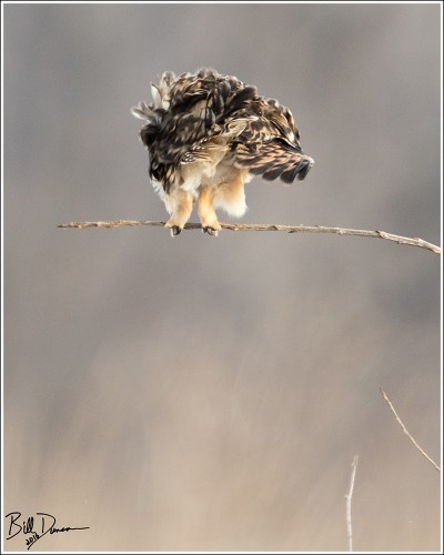 Short-eared Owl