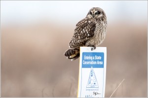Short-eared Owl