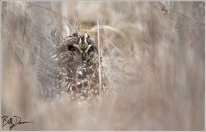 Short-eared Owl 