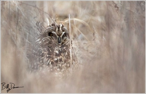 Short-eared Owl