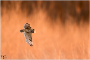 Short-eared Owl