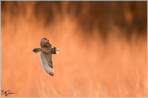 Short-eared Owl