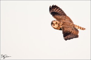 Short-eared Owl 