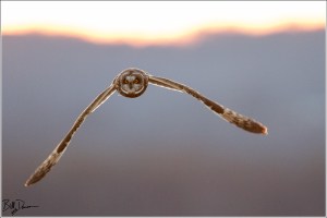 Short-eared Owl