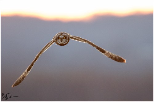 Short-eared Owl