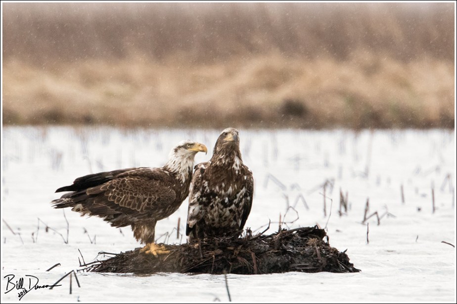 Bald Eagles - 4 yr and 2 yr